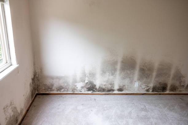 Best Water Damage & Mold Remediation  in Sullivan, MO